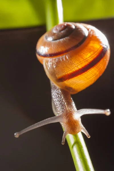 Caracol de jardim em uma folha verde — Fotografia de Stock