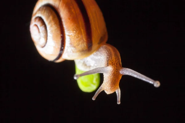 Caracol de jardim em uma folha verde — Fotografia de Stock