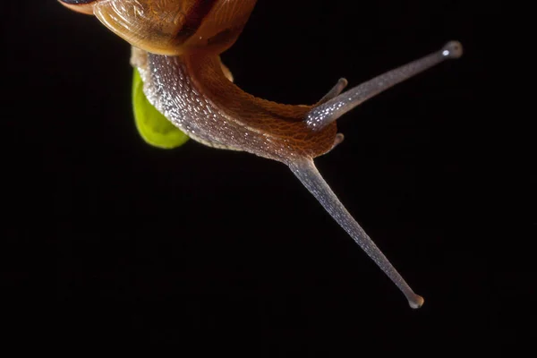 Hagesneglen på et grønt blad – stockfoto