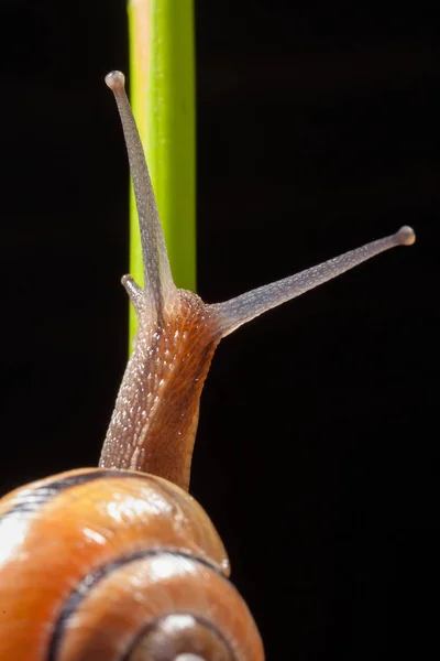 Caracol de jardim em uma folha verde — Fotografia de Stock