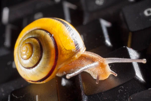 Gartenschnecke auf schwarzer Computertastatur — Stockfoto