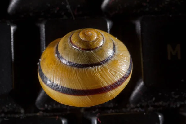 Escargot de jardin sur un clavier d'ordinateur noir — Photo