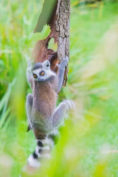Ringtailed lemur lezení na strom — Stock fotografie