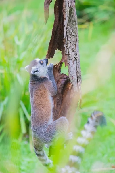 Ringtailed lemur climbing a tree — Stock Photo, Image