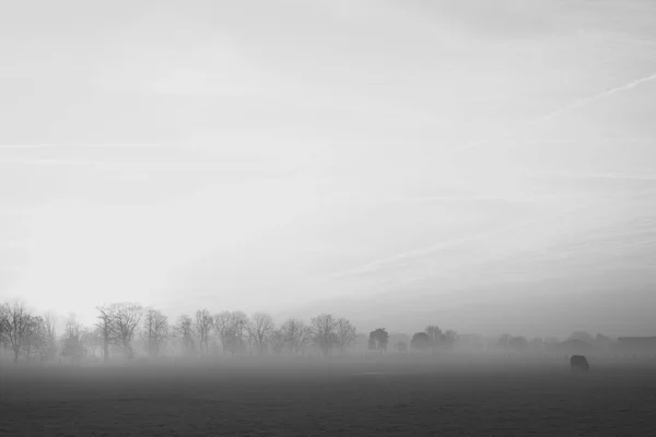 Árbol solitario en un campo con un cielo tormentoso —  Fotos de Stock