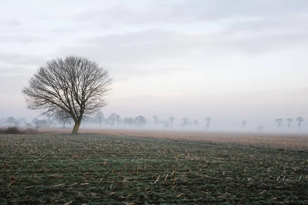 Árbol solitario en un campo con un cielo tormentoso —  Fotos de Stock