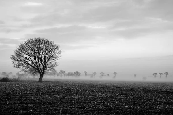 Árvore solitária em um campo com um céu tempestuoso — Fotografia de Stock
