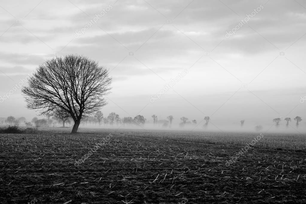 Lonely tree on a field with a stormy sky