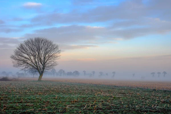 Árbol solitario en el campo bajo el cielo del amanecer —  Fotos de Stock