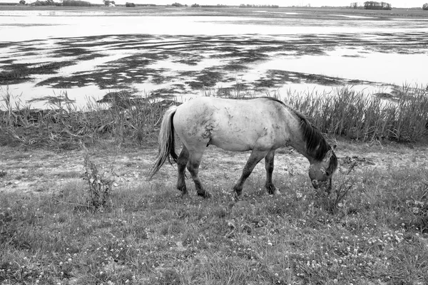 Chevaux sauvages européens en noir et blanc — Photo