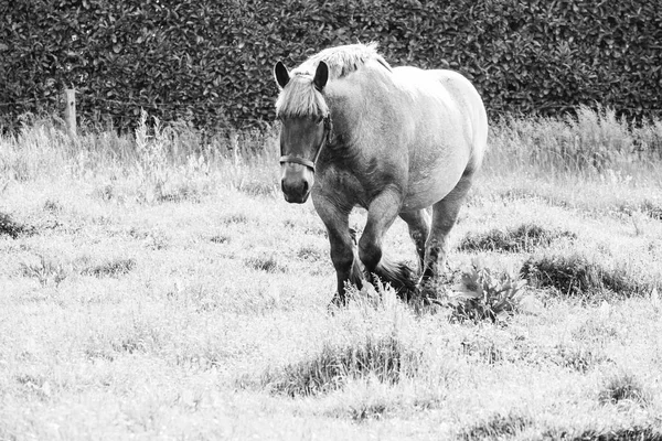 European wild horses in black and white — Stock Photo, Image