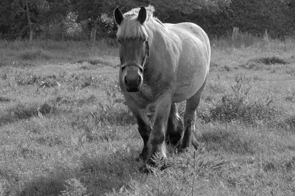 European wild horses in black and white — Stock Photo, Image
