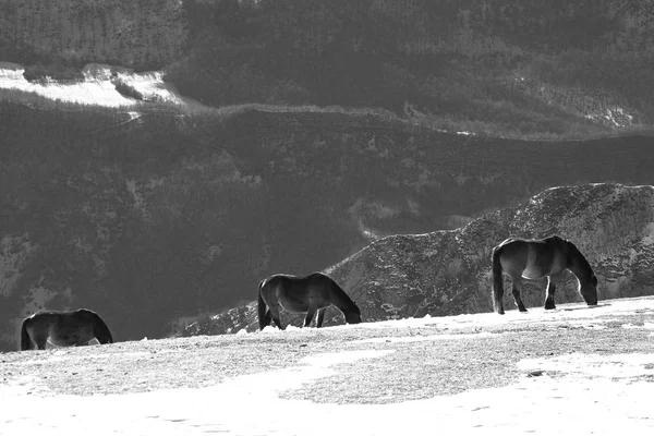 Caballos salvajes pastando en la cima de una montaña en blanco y negro —  Fotos de Stock