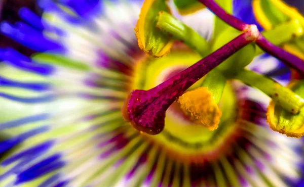 Gros plan sur Exotic Passion flower, Passiflora caerulea — Photo