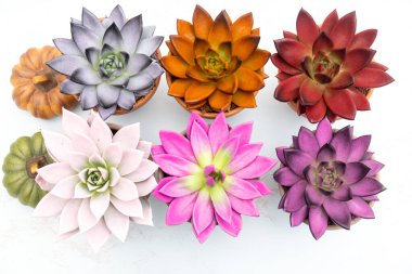 Taş kaplarda çeşitli renkli ve sulu echeveria bitkilerinin toplanması. 