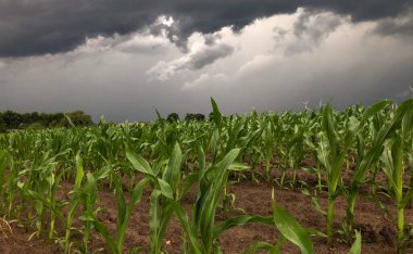 Mısır tarlalarının üzerine çöken kara fırtına gökyüzü. 