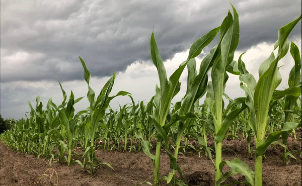 Langit badai gelap menjulang di atas ladang jagung . — Stok Foto