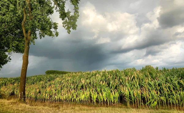 Ciemne niebo burzy nadciąga nad polami kukurydzy. — Zdjęcie stockowe