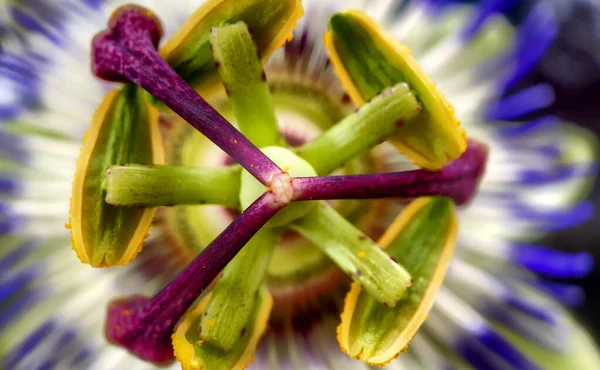 Close up de flor da paixão exótica, Passiflora caerulea — Fotografia de Stock