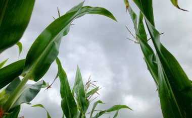 Mısır tarlalarının üzerine çöken kara fırtına gökyüzü. 