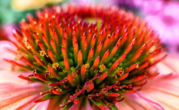 Echinacea purpurea magnus ou flor de cone — Fotografia de Stock