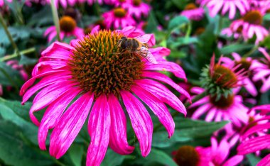 Canlı bir Echinacea Purpurea ya da Purple Coneflower yaması.