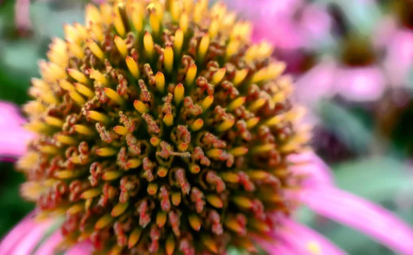 Equinácea purpurea magnus o flor de cono — Foto de Stock