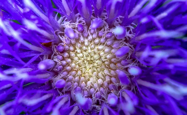 Uppgifter om Purple Dahlia — Stockfoto