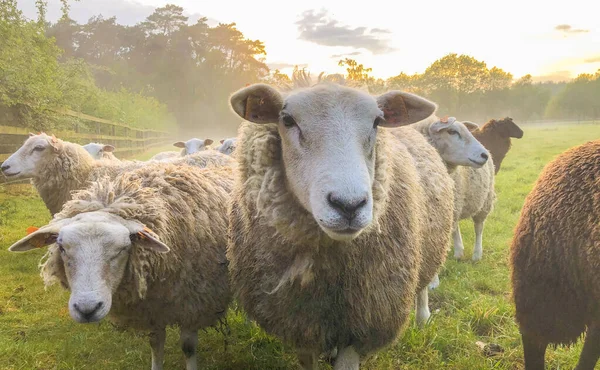 Flock of staring sheep — Stock Photo, Image