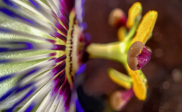 Egzotik Tutku çiçeğine yakın, Passiflora caerulea