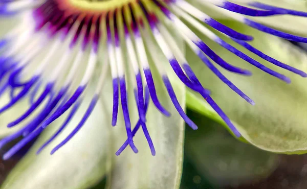 Blisko egzotycznych kwiatów namiętności, Passiflora caerulea — Zdjęcie stockowe