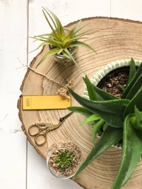 Etli bitkilerin üst görünümü düz yatıyordu