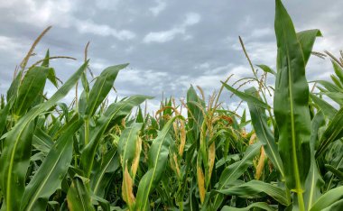 Mısır tarlalarının üzerine çöken kara fırtına gökyüzü. 
