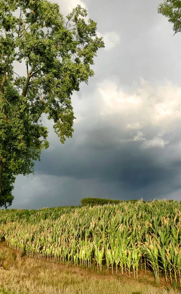 Ciemne niebo burzy nadciąga nad polami kukurydzy. — Zdjęcie stockowe