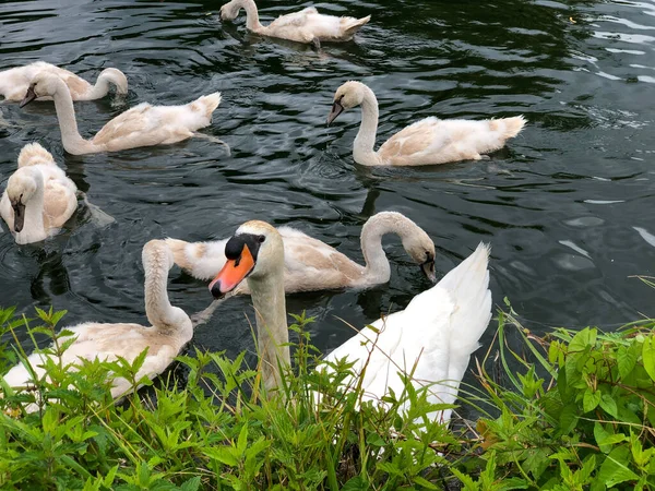 Familia del cisne en el río —  Fotos de Stock