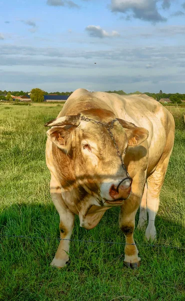 Huge bull cow grazing on a farmfield — Stock Photo, Image