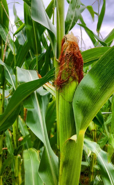 Jagung segar stark di lapangan — Stok Foto