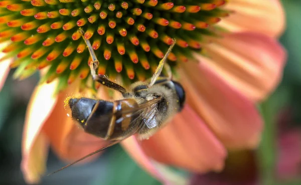 Розовая инея с пчелами — стоковое фото