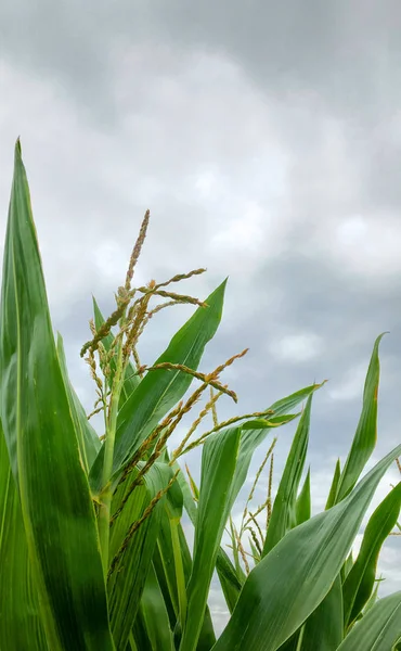 Langit badai gelap menjulang di atas ladang jagung . — Stok Foto