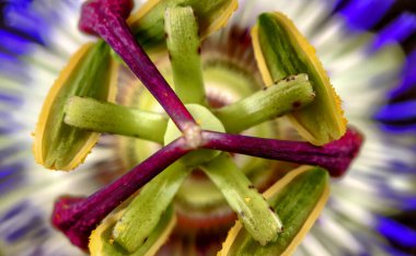 Egzotik Tutku çiçeğine yakın, Passiflora caerulea