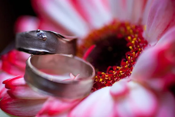 Anneaux de mariage sur fond de gerberas roses — Photo