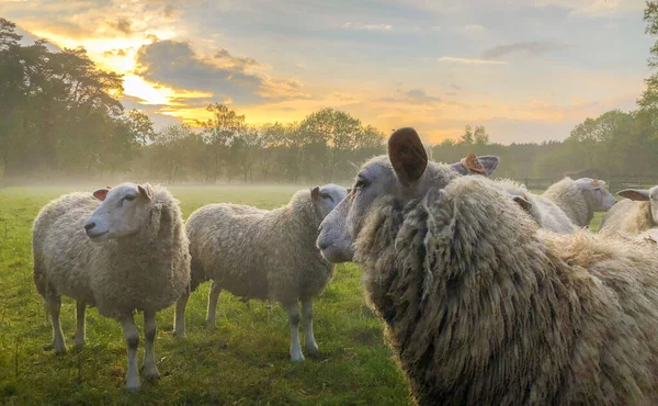 羊をじっと見ている群れ — ストック写真