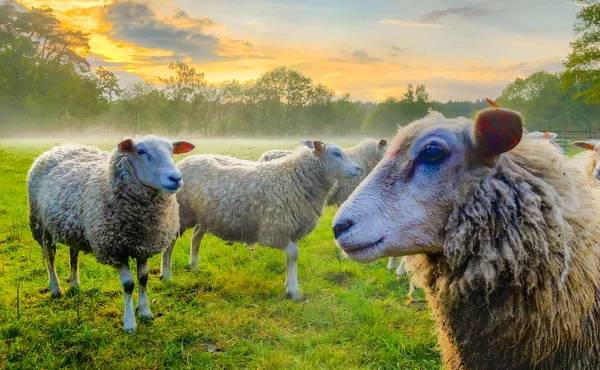 Seyreden koyun sürüsü