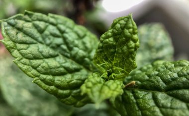 bladeren van verse munt