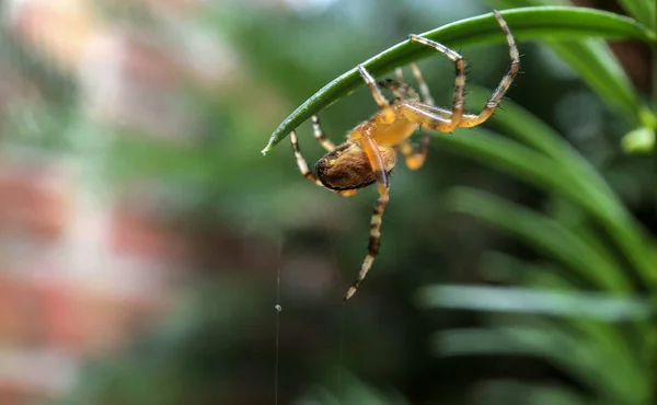 Macro foto de uma aranha caçando em sua teia — Fotografia de Stock