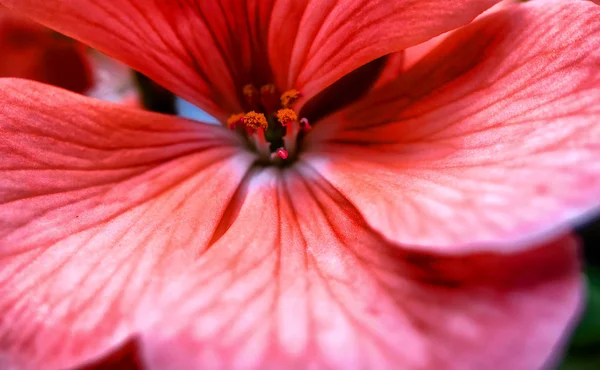 Macro photo of pink hydrangea flowers