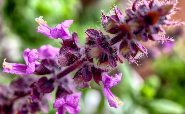 Macro photo of purple wild flowers — Stockfoto