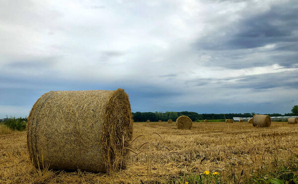 Летний шторм нависает над сенным полем в районе Кемпена, Бельгия
