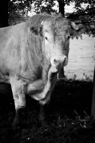 Hatalmas bika tehén legeltet a fák között egy farmon. — Stock Fotó