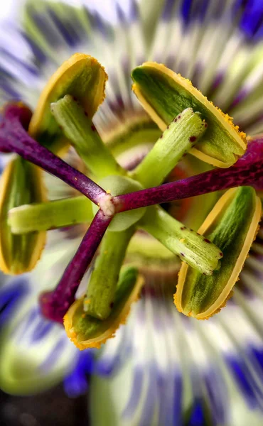 Close up de flor da paixão exótica, Passiflora caerulea — Fotografia de Stock